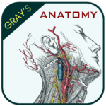 Gray’s Anatomy – Anatomy Atlas APK v4.6 Download
