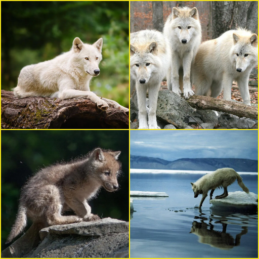 Arctic Wolf, Wolf Wallpapers APK v1.0.7 Download