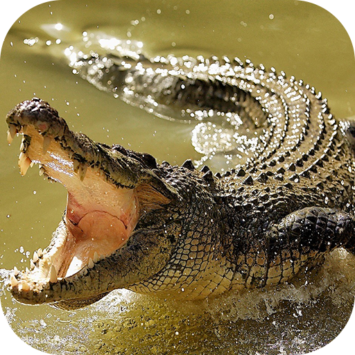 Crocodile Wallpapers APK v1.8 Download