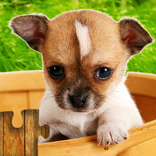 Dogs Jigsaw Puzzles Game – For Kids & Adults APK v28.3 Download