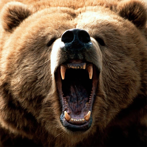 Bears Jigsaw Puzzles APK Download
