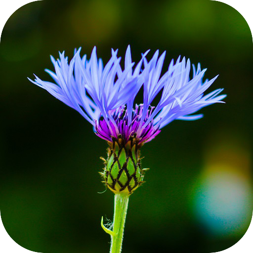 Blur Image – DSLR focus effect APK v1.19 Download