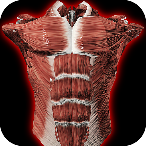 Muscular System 3D (anatomy) APK v2.0.8 Download