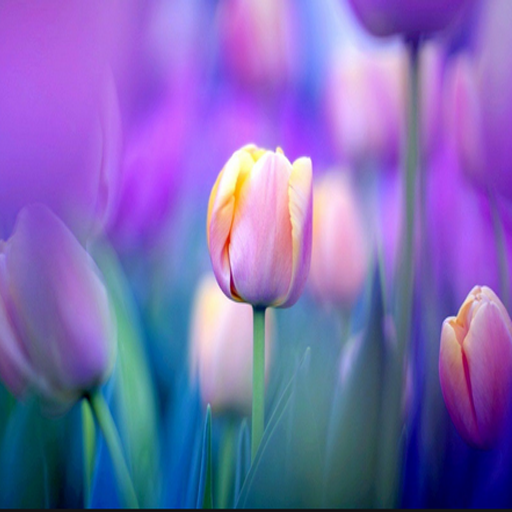 Tulips The Best HD Walpaper 2021 APK Download
