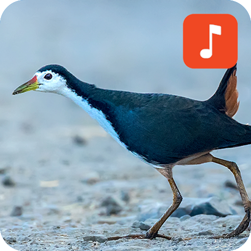 White-breasted Waterhen Bird Sounds APK v1.0.4 Download