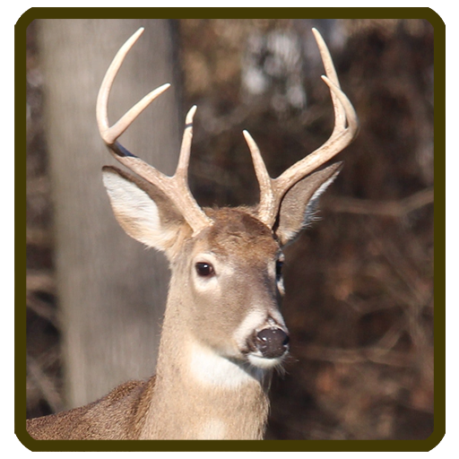 Whitetail deer calls sounds APK Download