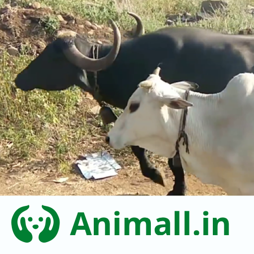 गाय भैंस wala पशुमेला – Animall app APK Download