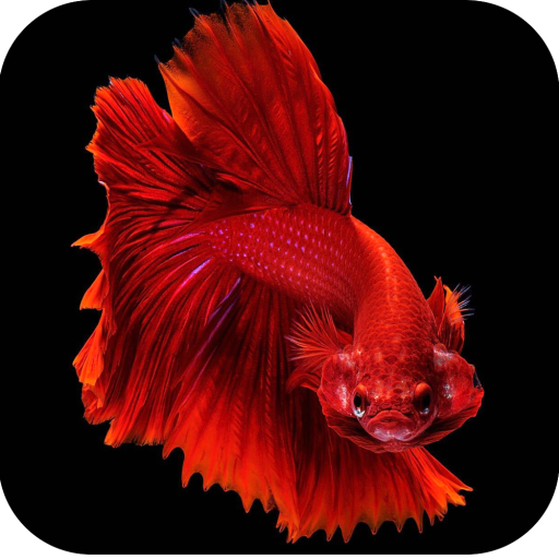 Betta Fish Wallpapers 4K APK Download