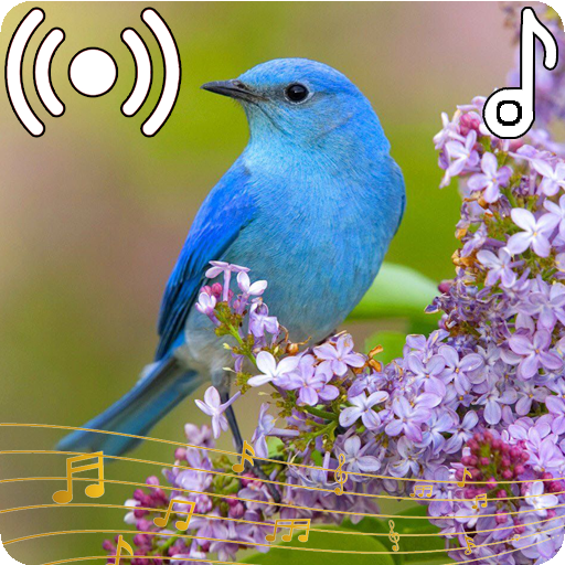 Bird Sounds Ringtone APK Download