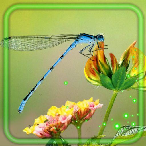Summer Dragonfly APK Download