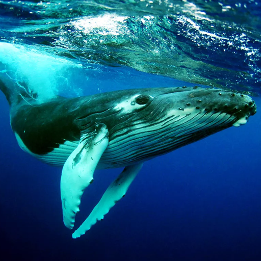 The Humpback Whales APK Download