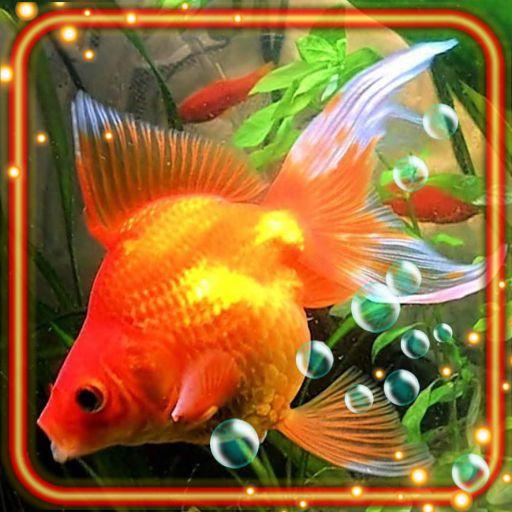 Fishes Gold Aquarium APK Download