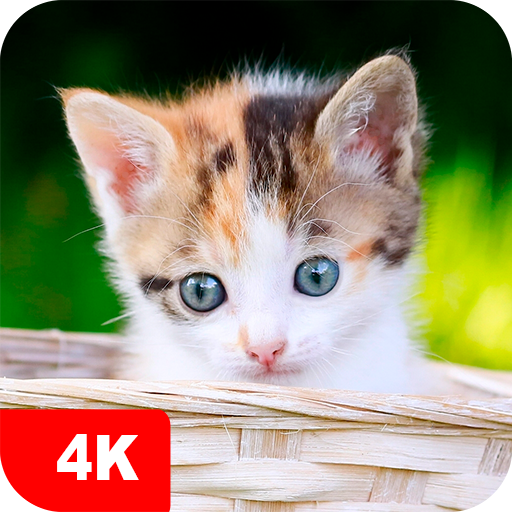 Kitten Wallpapers 4K APK 5.5.61 Download