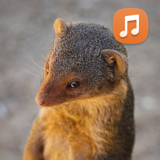 Mongoose Sounds App HD APK Download