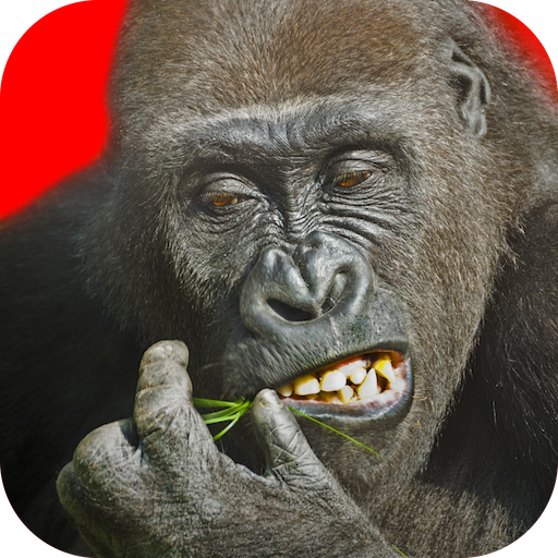 Flying Gorilla APK 3.07.4 Download