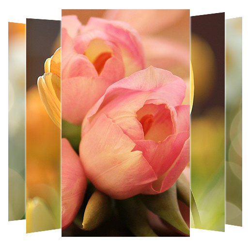 Tulips Flower Wallpapers APK 2.0.0 Download
