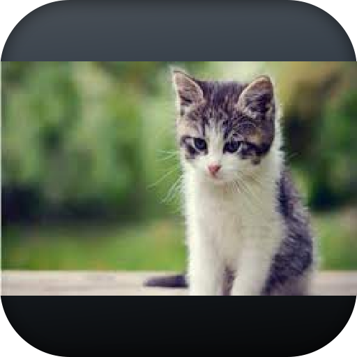 cat names APK 2 Download