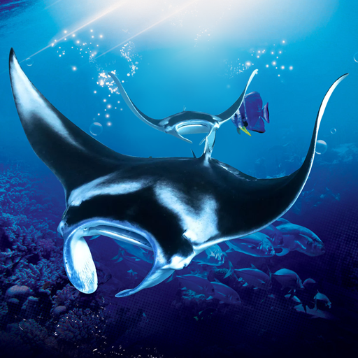 The Manta rays APK 1.0.4 Download