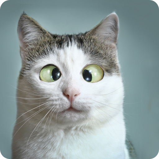 Funny Cat Videos~Cat Voice APK 12.0 Download